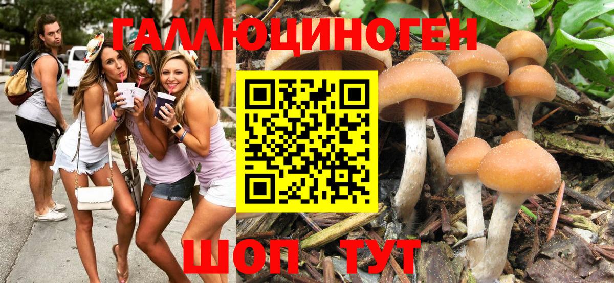 Псилоцибиновые грибы мицелий  Псилоцибиновые грибы MAGIC MUSHROOMS  Вход с VPN  Карачаевск 